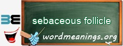 WordMeaning blackboard for sebaceous follicle